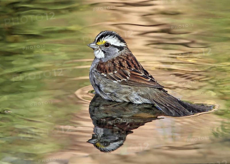White-throated Sparrow (Zonotrichia albicollis) bathing, Saskatchewan, Canada