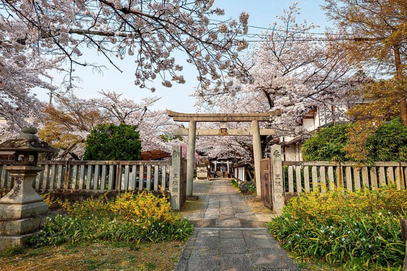 Torii and Hoden-ji temples, Japanese cherry blossom, Kyoto, Japan