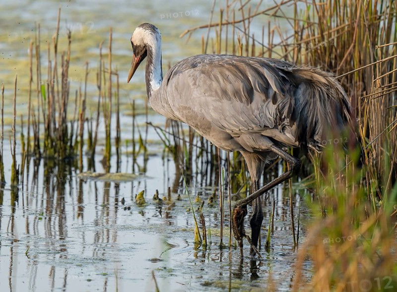 Crane (Grus grus) foraging in the shallow water zone of a lake, Lower Saxony, Germany