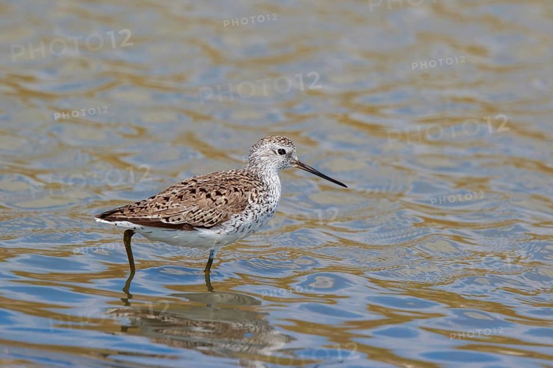 Marsh Sandpiper (Tringa stagnatilis) foraging, Lesvos, Greece