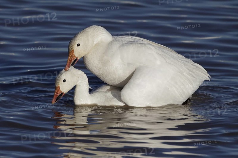 Snow Geese mating - Bosque del Apache, NWR