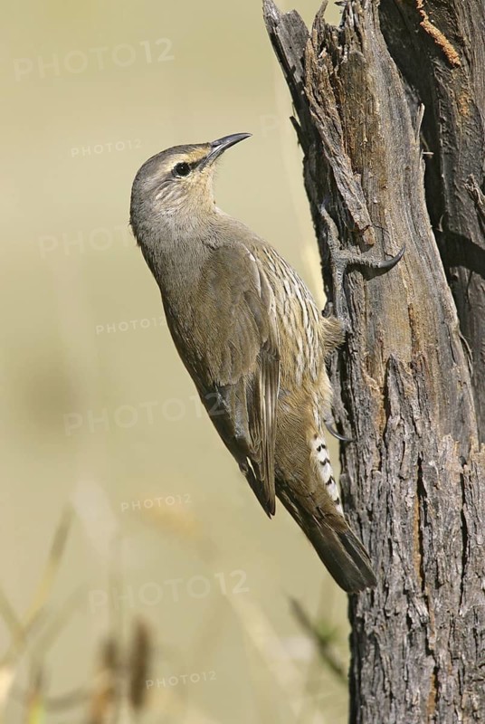 Brown Treecreeper (Climacteris picumnus)