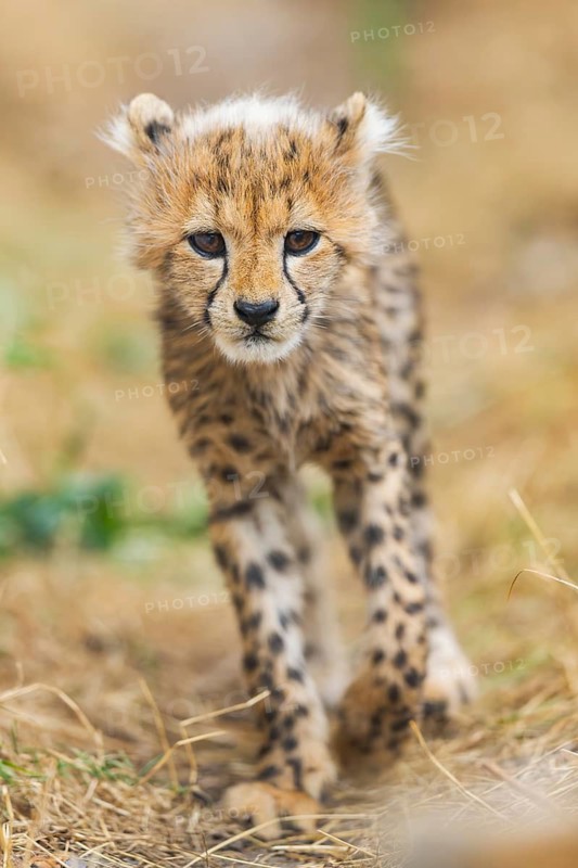 Cheetah (Acinonyx jubatus) youngster walking on a meadow, captive, occurrence Africa