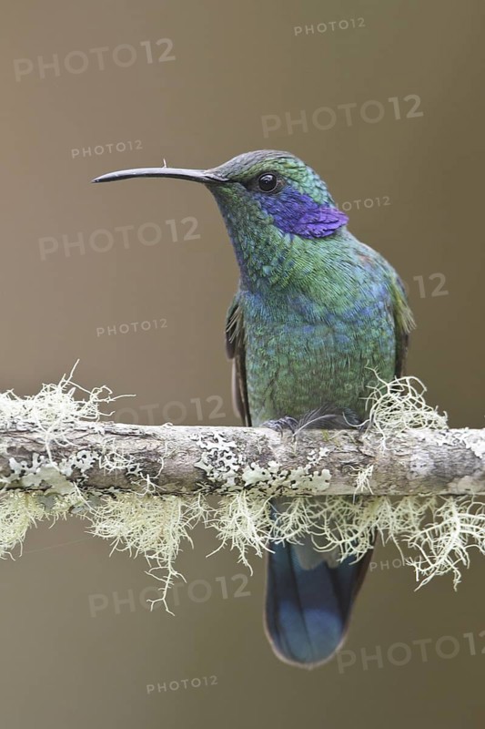 Green Violetear (Colibri thalassinus), Costa Rica