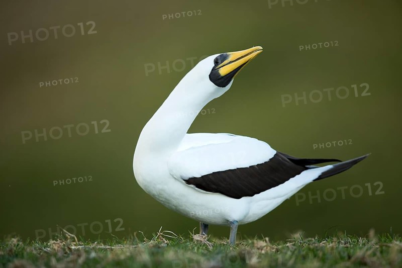 Masked Booby (Sula dactylatra tasmani) perched on the ground, Norfolk Island