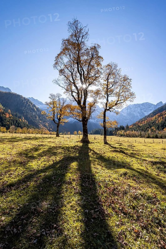Sycamore maple with autumnal yellow foliage and Solaster endeca, Großer Ahornboden in autumn, Rißtal in the Eng, Tyrol, Austria