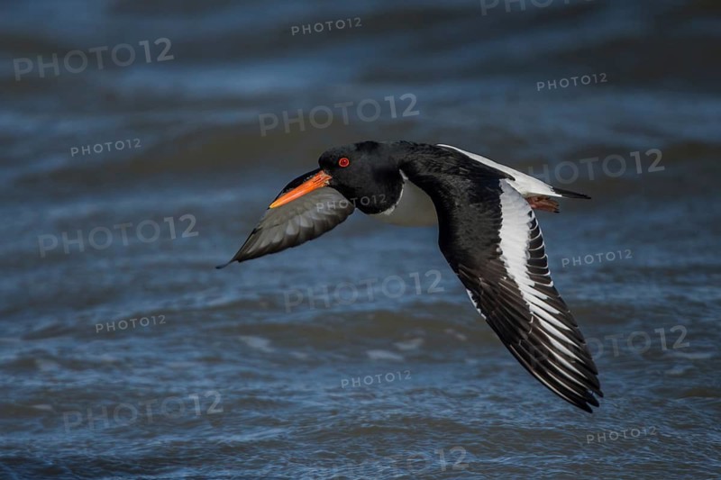 Eurasian Oystercatcher (Haematopus ostralegus) flying, Schleswig-Holstein, Germany