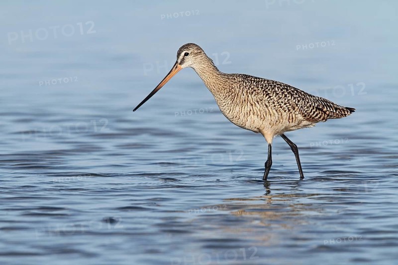 Marbled Godwit (Limosa fedoa) foraging, Florida, USA