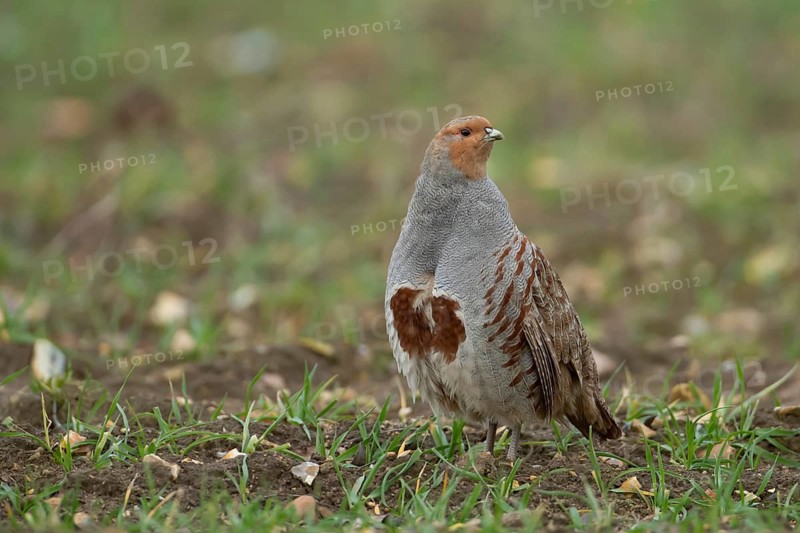 Grey or English or Hungarian partridge (Perdix perdix) adult game bird in a farmland cereal field, Suffolk, England, United Kingdom