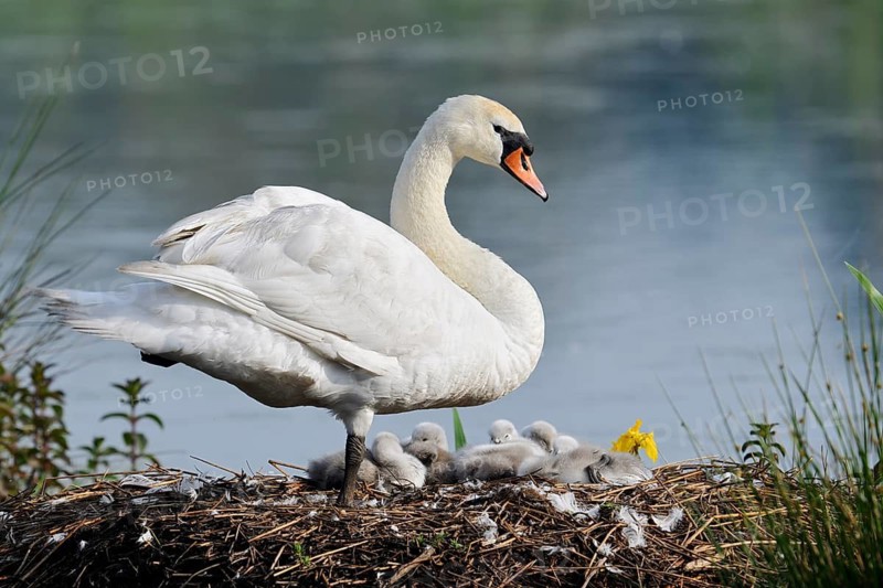 Mute swan (Cygnus olor) with chicks on the nest, North Rhine-Westphalia, Germany