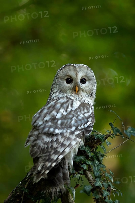 Ural Owl (Strix uralensis), captive, Germany