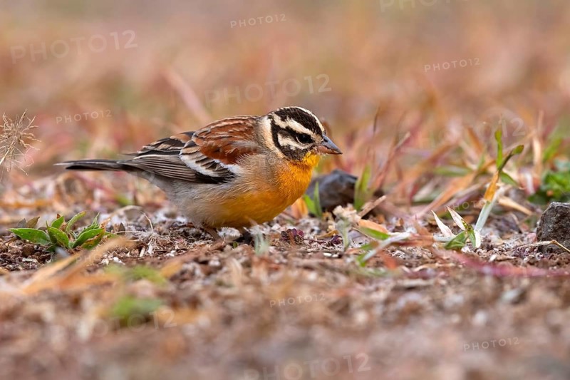 Golden-breasted Bunting (Emberiza flaviventris), South Africa