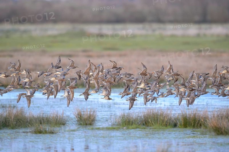 A flock of ruffs (Calidris pugnax, Syn.: Philomachus pugnax) flies close over the water, dynamic representation of wildness, Dümmer nature park Park, Lower Saxony, Germany