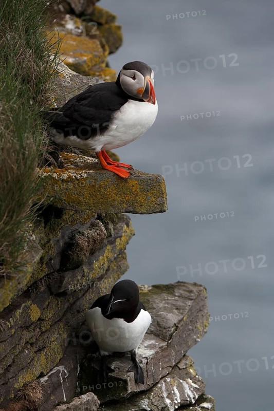 One Razorbill (Alca torda) standing on a coastal cliff in Latrabjarg, Iceland. A puffin in the background