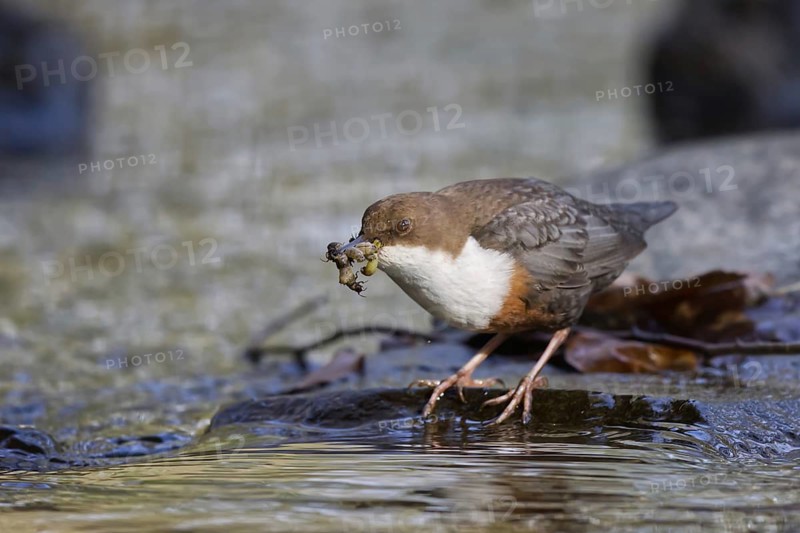 White-throated Dipper (Cinclus cinclus) with food in its beak, North Rhine-Westphalia, Germany