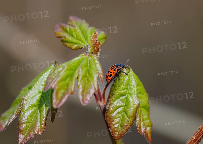 Chrysomela vigintipunctata (Chrysomela vigintipunctata) sitting on a leaf, North Rhine-Westphalia, Germany