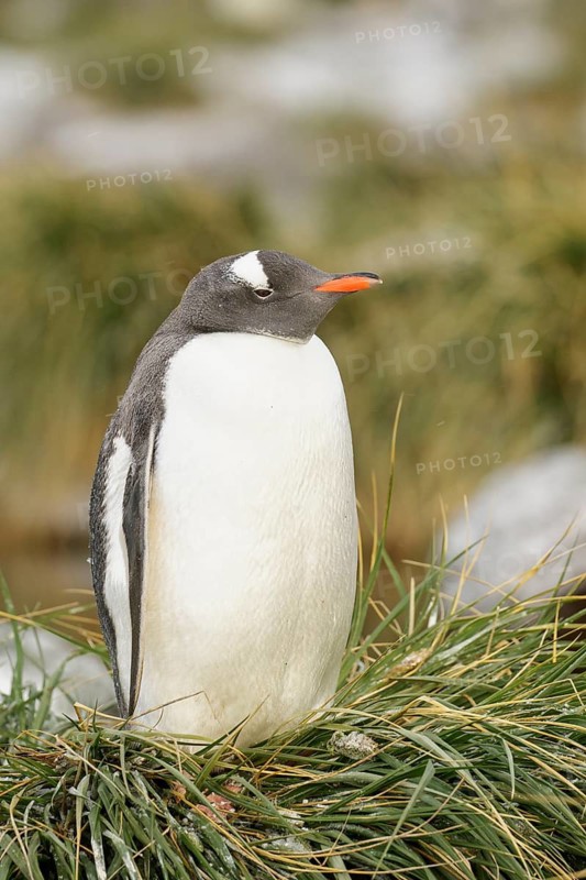 Gentoo Penguin (Pygoscelis papua) perched on tussock grass on South Georgia Island