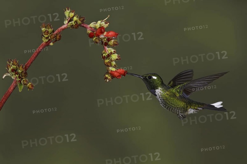 Purple-bibbed Whitetip (Urosticte benjamini), Ecuador