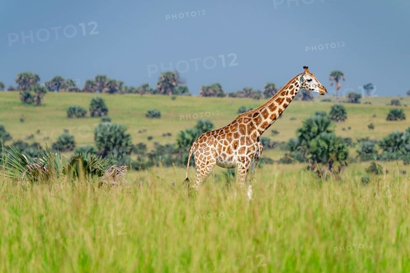 Rothschild's giraffe (Giraffa camelopardalis rothschildi) in green grass, Murchison Falls National Park, Uganda