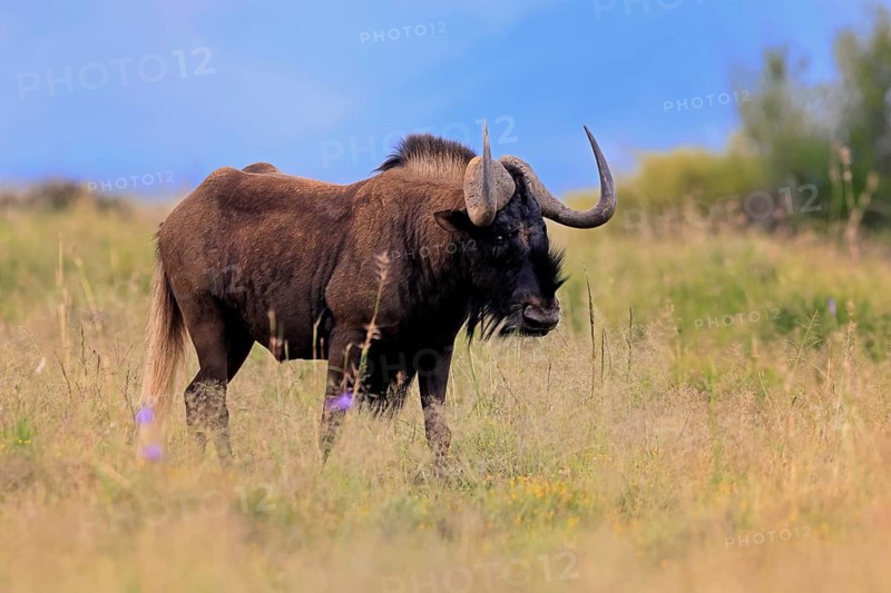White-tailed wildebeest (Connochaetes gnou), adult, alert, foraging, Mountain Zebra National Park, Eastern Cape, South Africa