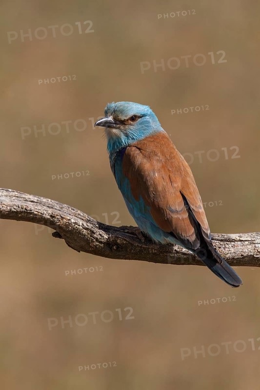 European Roller (Coracias garrulus), perched on a branch, Castile-La Mancha