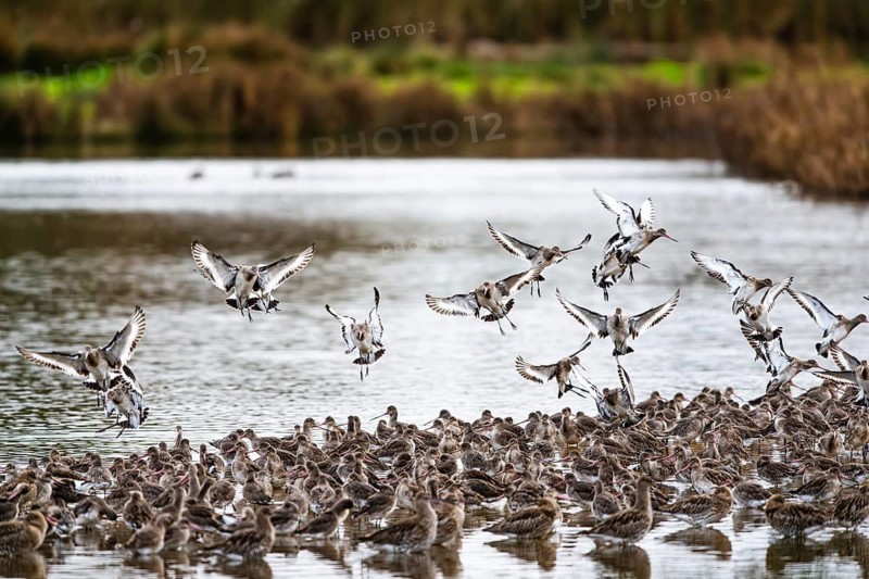 Black-tailed Godwits, Limosa limosa, birds in flight over marshes, Devon, England, United Kingdom