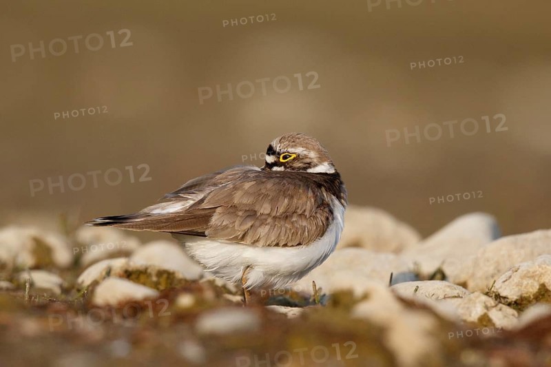 Little Ringed Plover (Charadrius dubius) female, North Rhine-Westphalia, Germany