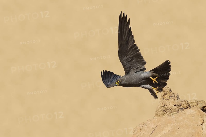 Sooty Falcon (Falco concolor) flying, Eilat, Israel