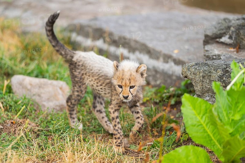 Cheetah (Acinonyx jubatus) youngster walking on a meadow, captive, occurrence Africa