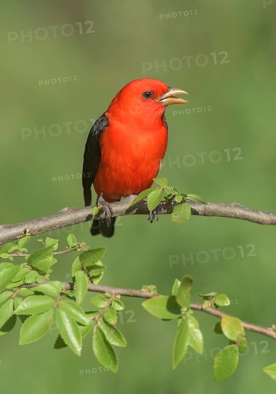 Scarlet Tanager (Piranga olivacea) male perched on a branch, Texas, USA