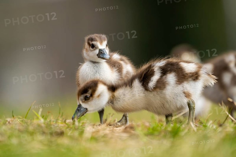 Egyptian goose (Alopochen aegyptiaca) cute chicks on a meadow at the shore of a lake, Bavaria, Germany