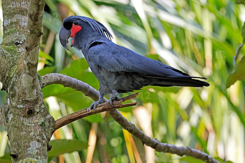 Palm Cockatoo (Probosciger aterrimus), Arabian Cockatoo, adult, on tree, perch, calling, Australia