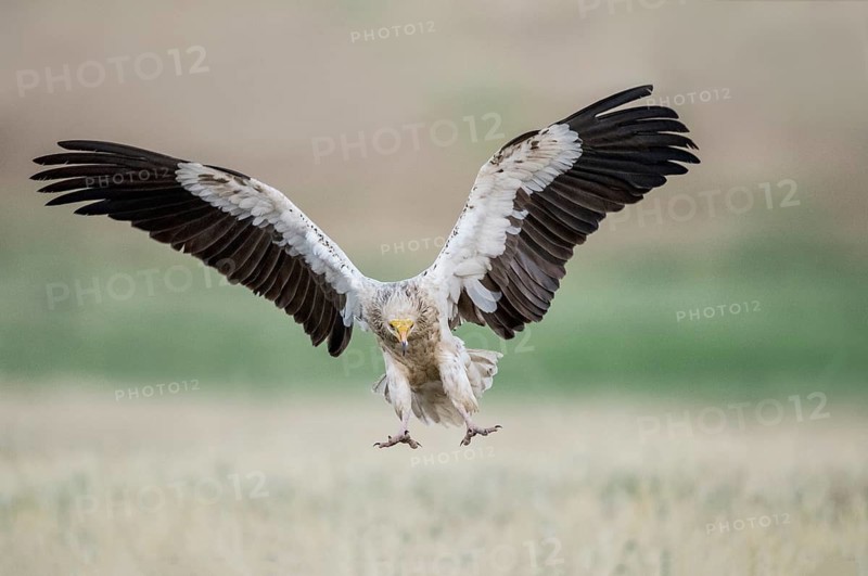 Egyptian Vulture (Neophron percnopterus) landing, Castile-La Mancha, Spain