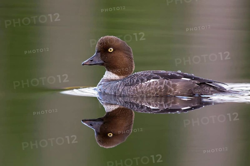 Common goldeneye, animals, birds, ducks, duck family, (Bucephala clangula), swims in water, Lentiira, Lentiira / Kuhmo, Finland