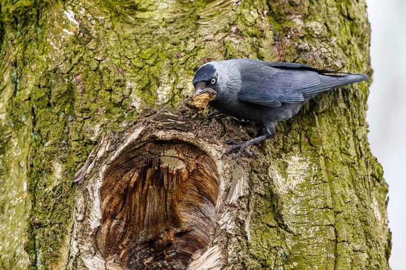 Western Jackdaw (Coloeus monedula) at nesting hole, Spain