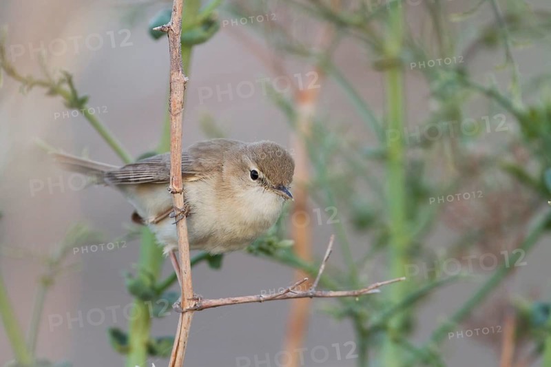 Syke's Warbler - Steppenspötter - Iduna rama, Kazakhstan