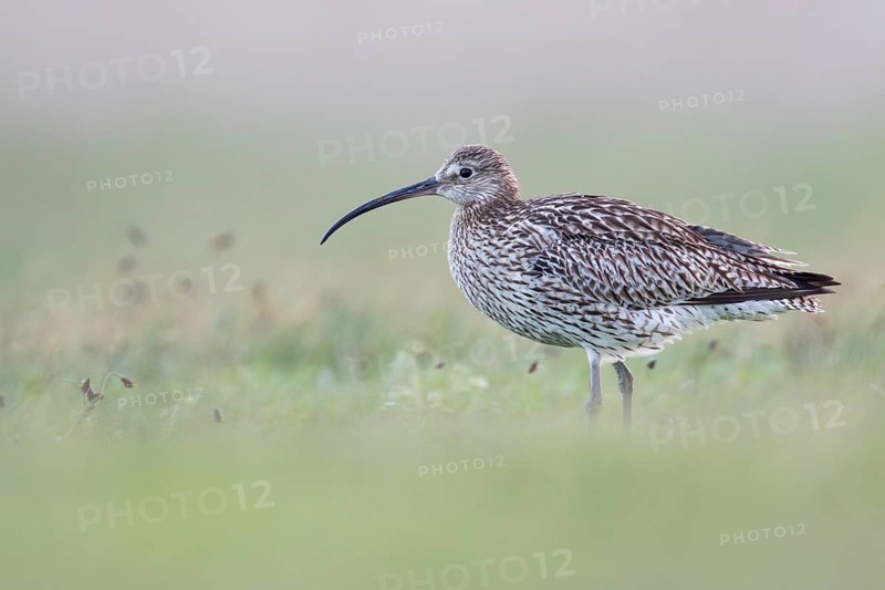 Eurasian Curlew (Numenius arquata) female foraging, Texel, Netherlands