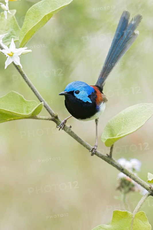 Purple-backed Fairywren (Malurus assimilis) perched on a branch in eastern Australia