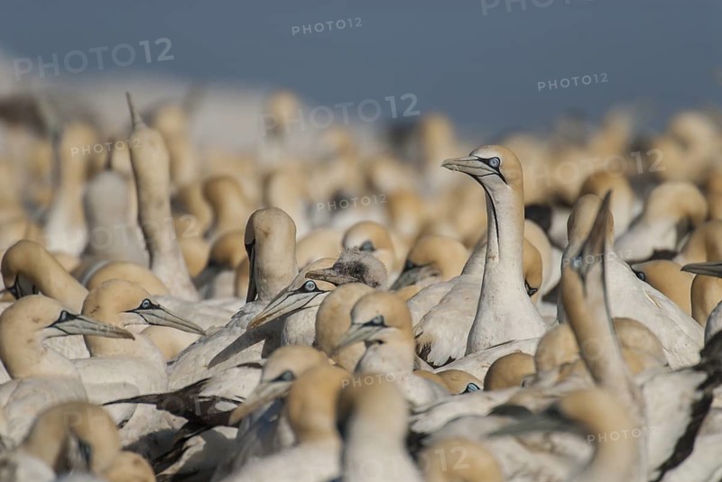Cape Gannet (Morus capensis), Western Cape, South Africa