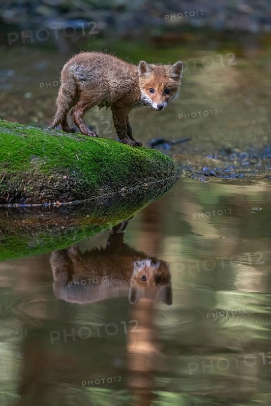 One young red fox, Vulpes vulpes, walking over a mossy rock in a shallow forest creek in late light. Searching for food