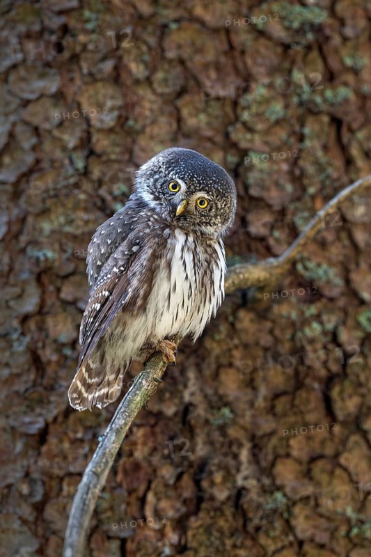 Pygmy Owl (Glaucicium passerinum), sitting on the branch of a tree, Pirchner Ast, Schwaz, Tyrol, Austria