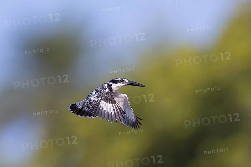 Pied kingfisher (Ceryle rudis), Alcyon pie, MartÌn Pescador PÌo, Marakissa River Camp Marakissa, South Bank, Gambia