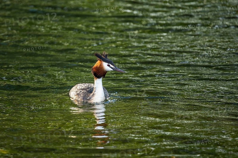 A great crested grebe (Podiceps cristatus) in Lake Alexandrina. Canterbury, South Island, New Zealand