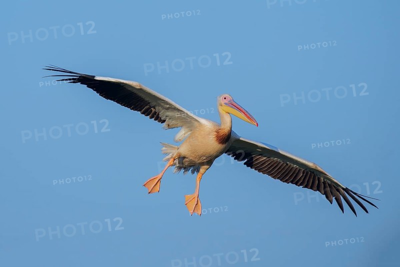 Great White Pelican (Pelecanus onocrotalus) flying, Danube-Delta, Romania