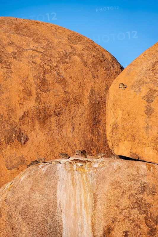 Rock hyrax (Procavia capensis) walks down on a big boulder, Pontok-Berge, Spitzkoppe, Große Spitzkuppe Nature Reserve, Namibia