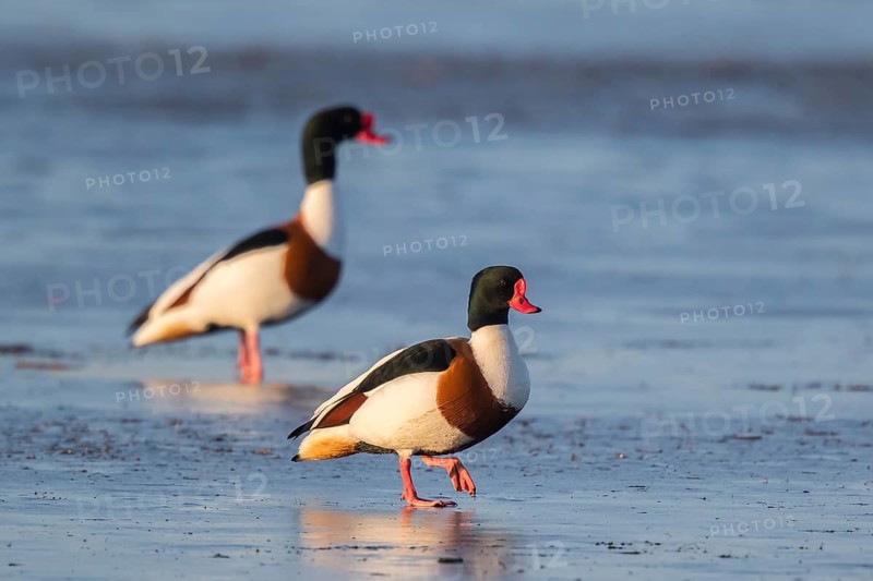 Common Shelduck (Tadorna tadorna) male, Netherlands