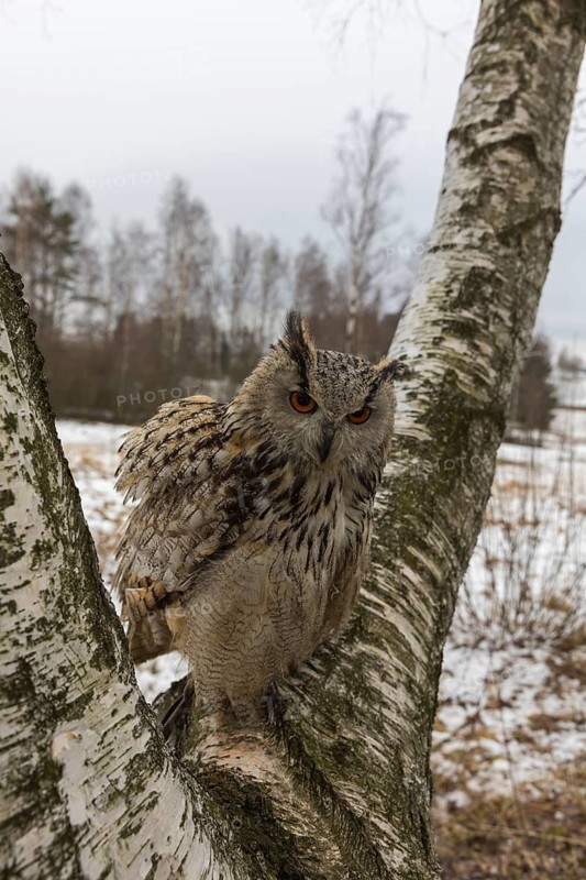 One Siberian Eagle Owl (Bubo bubo sibiricus) sitting on a branch of a birch tree