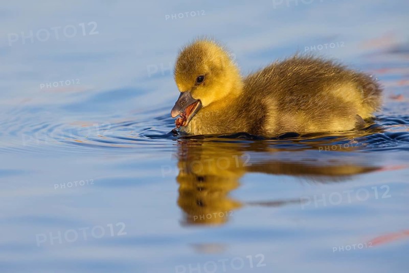Greylag goose, Anser Anser, flight photo, sideways, chick, gosling, Wagbachniederung, Baden-W¸rttemberg, Germany