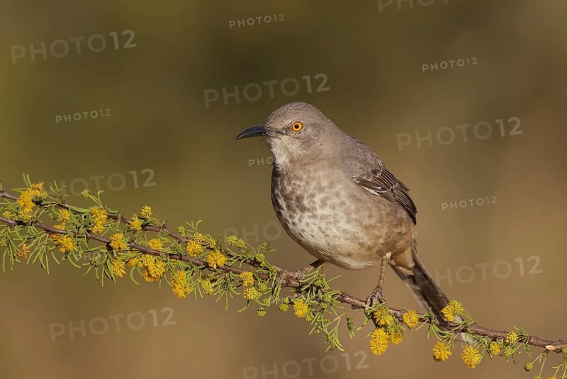 Curve-billed Thrasher (Toxostoma curvirostre) perched on a branch, Texas, USA