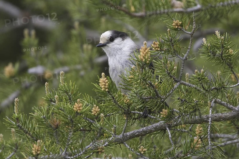 Grey Jay (Perisoreus canadensis), British Columbia, Canada